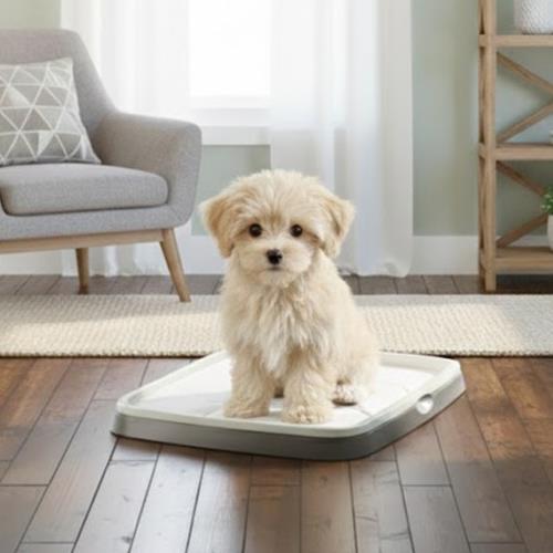 PUPPY TRAINER KIT M BANDEJA EMPA